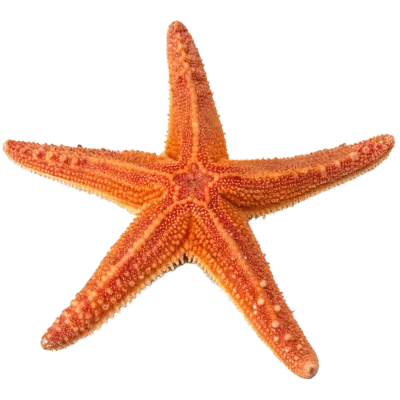 Imagen PNG para descargar